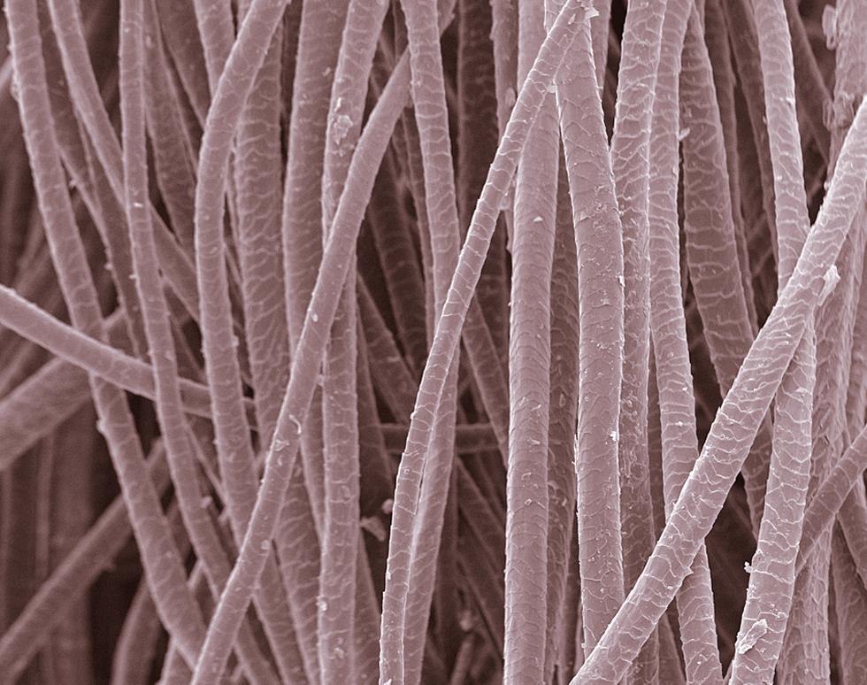 Wool fibres